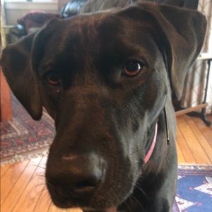 Meet your Posher, Heidi